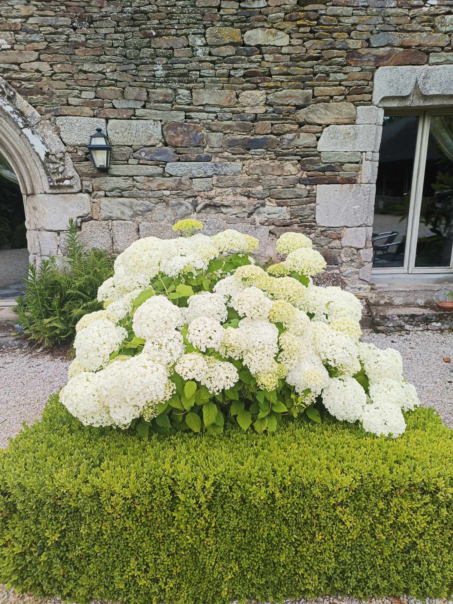 Parterre de rhododendrons blancs en pleine floraison au jardin du Manoir de Kerledan.