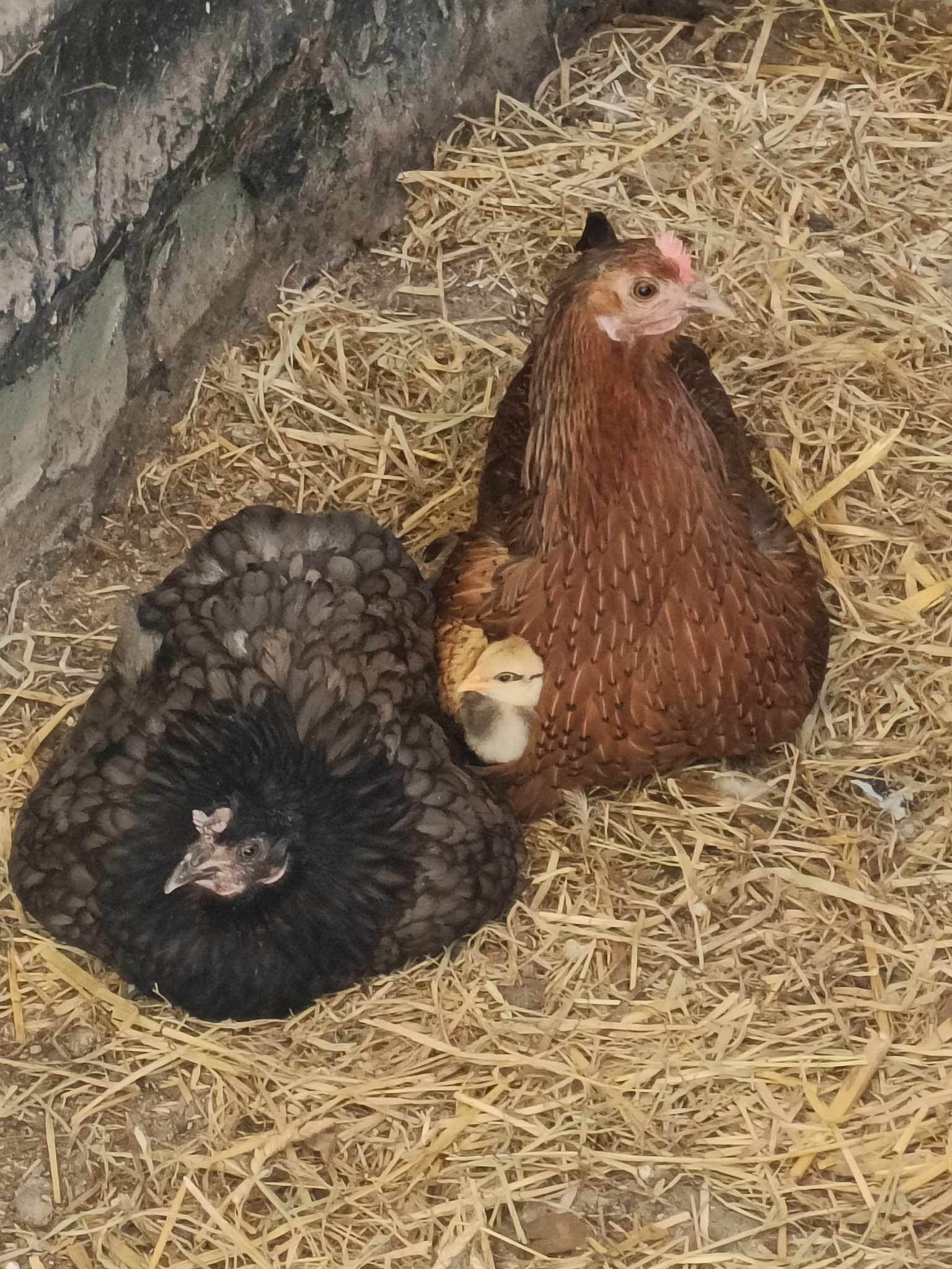 Poussins nés cette année dans le poulailler du Manoir, gambadant près de leur mère.