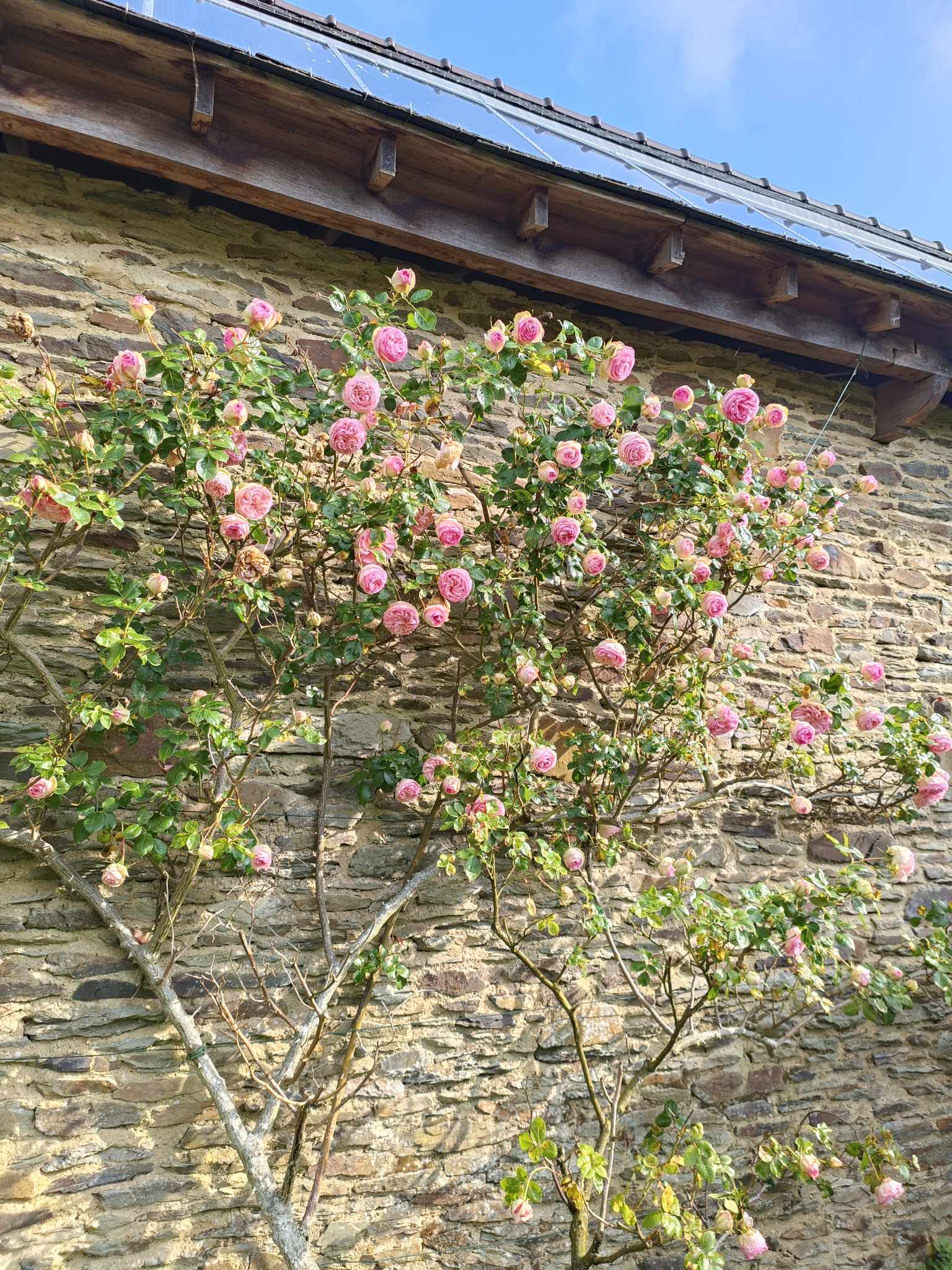 Rosier de Ronsard au Manoir de Kerledan avec ses roses pastel éclatantes.