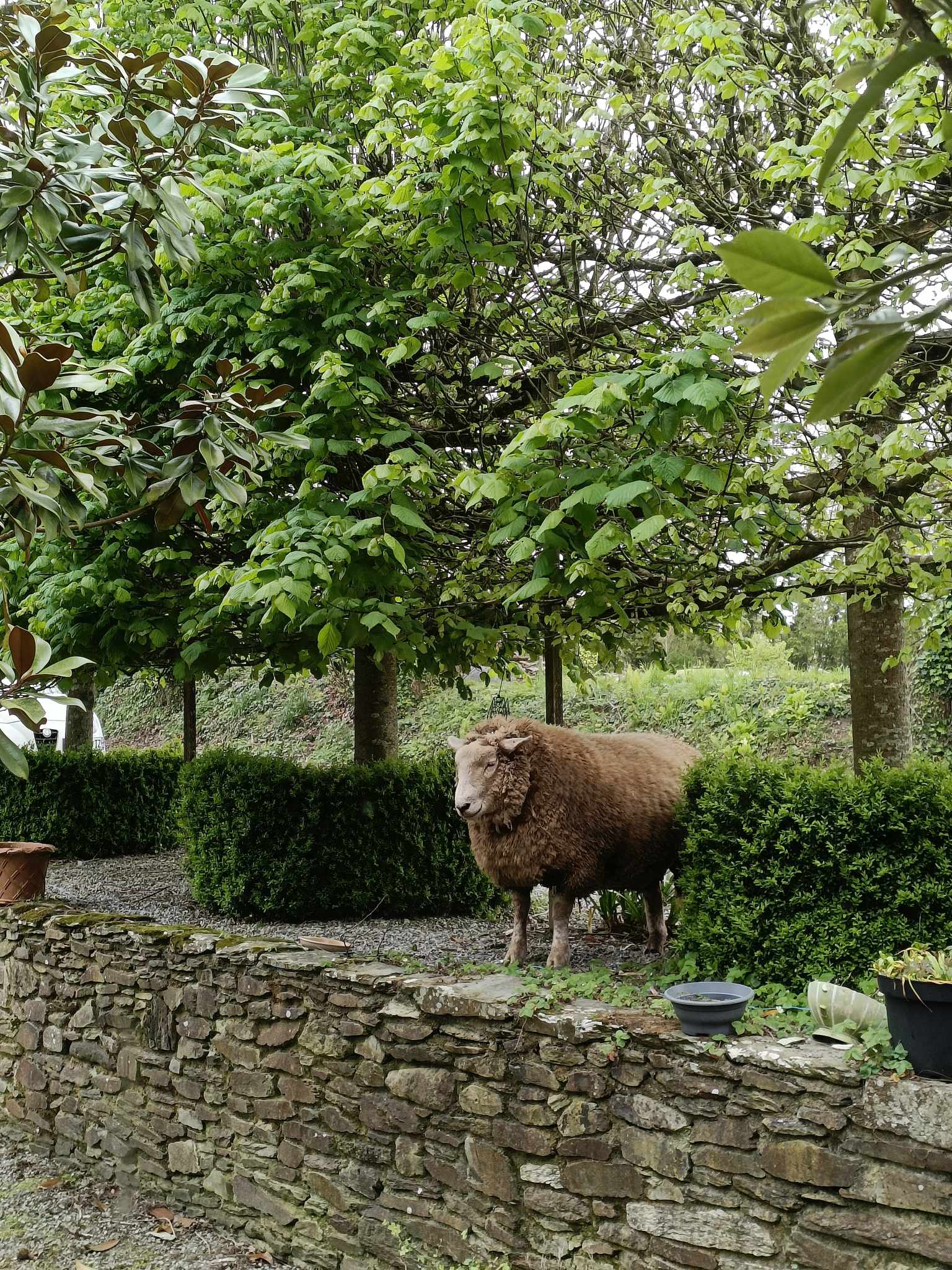 Deus notre mouton/chien du Manoir de Kerledan lors de sa promenade.