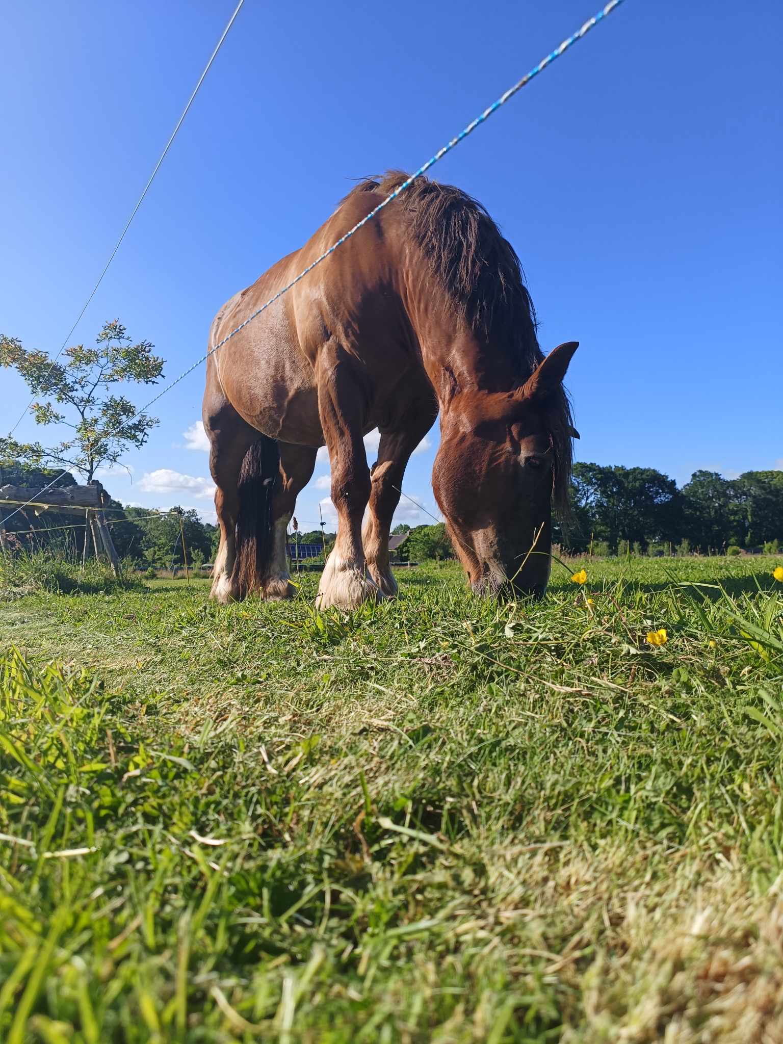 Altesse, le cheval du Manoir de Kerledan, avec un ciel bleu éclatant en arrière-plan.